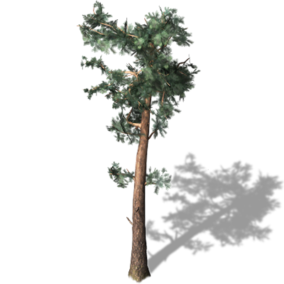Pino
